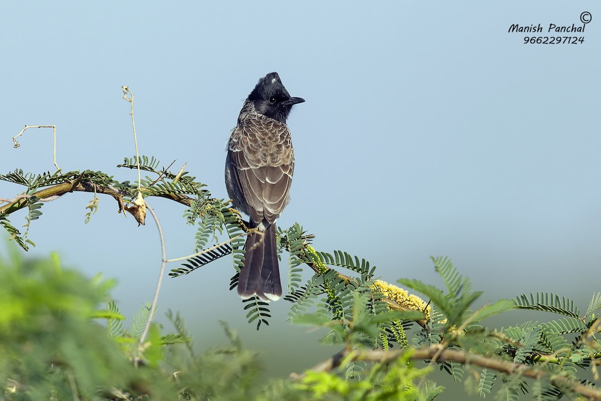 Red-vented Bulbul - Manish Panchal