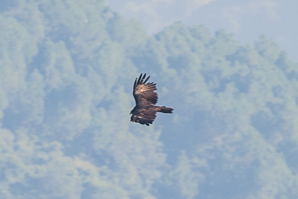 Black Eagle - Vivek Saggar