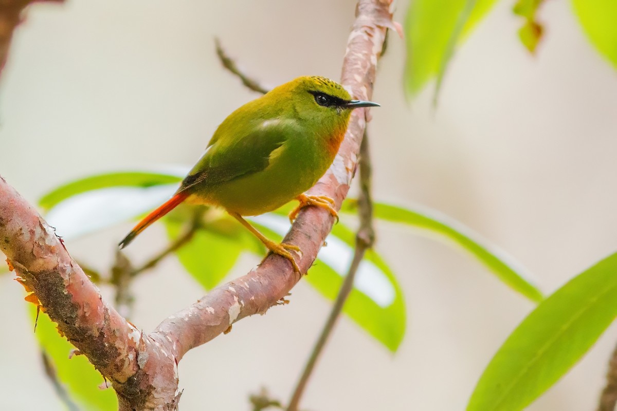 Fire-tailed Myzornis - ML262341311