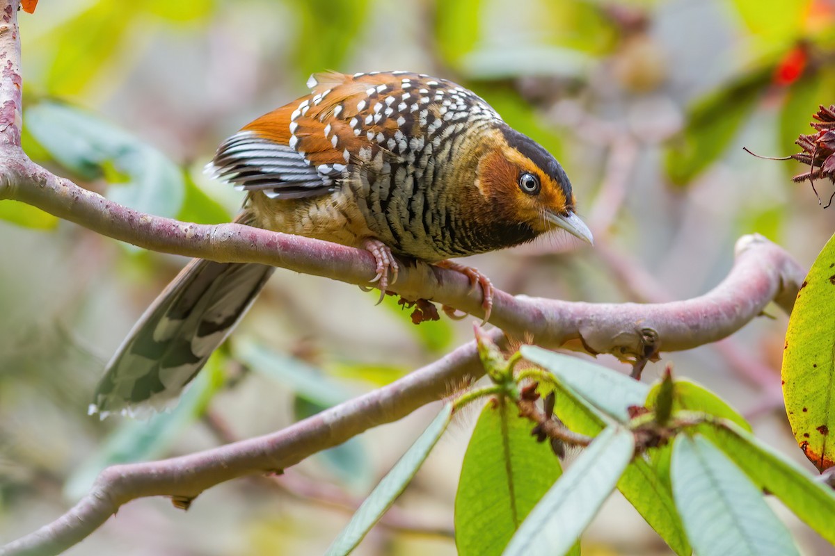 Spotted Laughingthrush - ML262341351