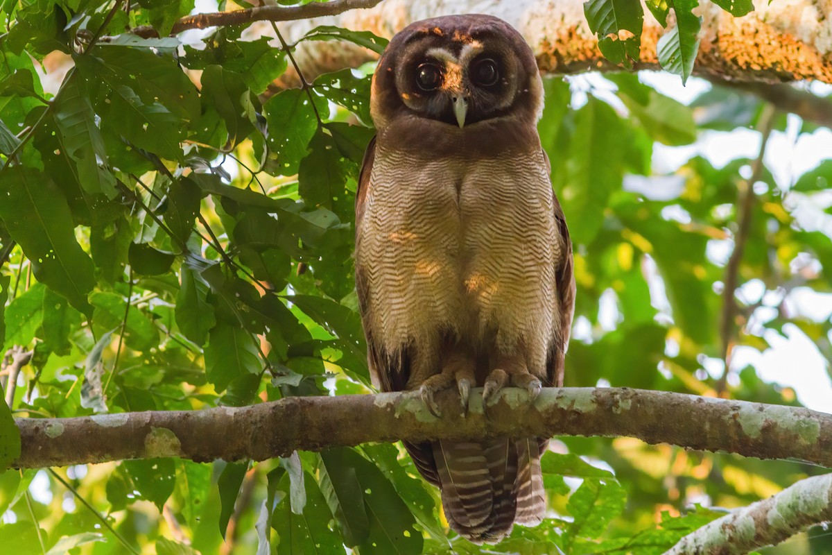 Brown Wood-Owl - ML262342101