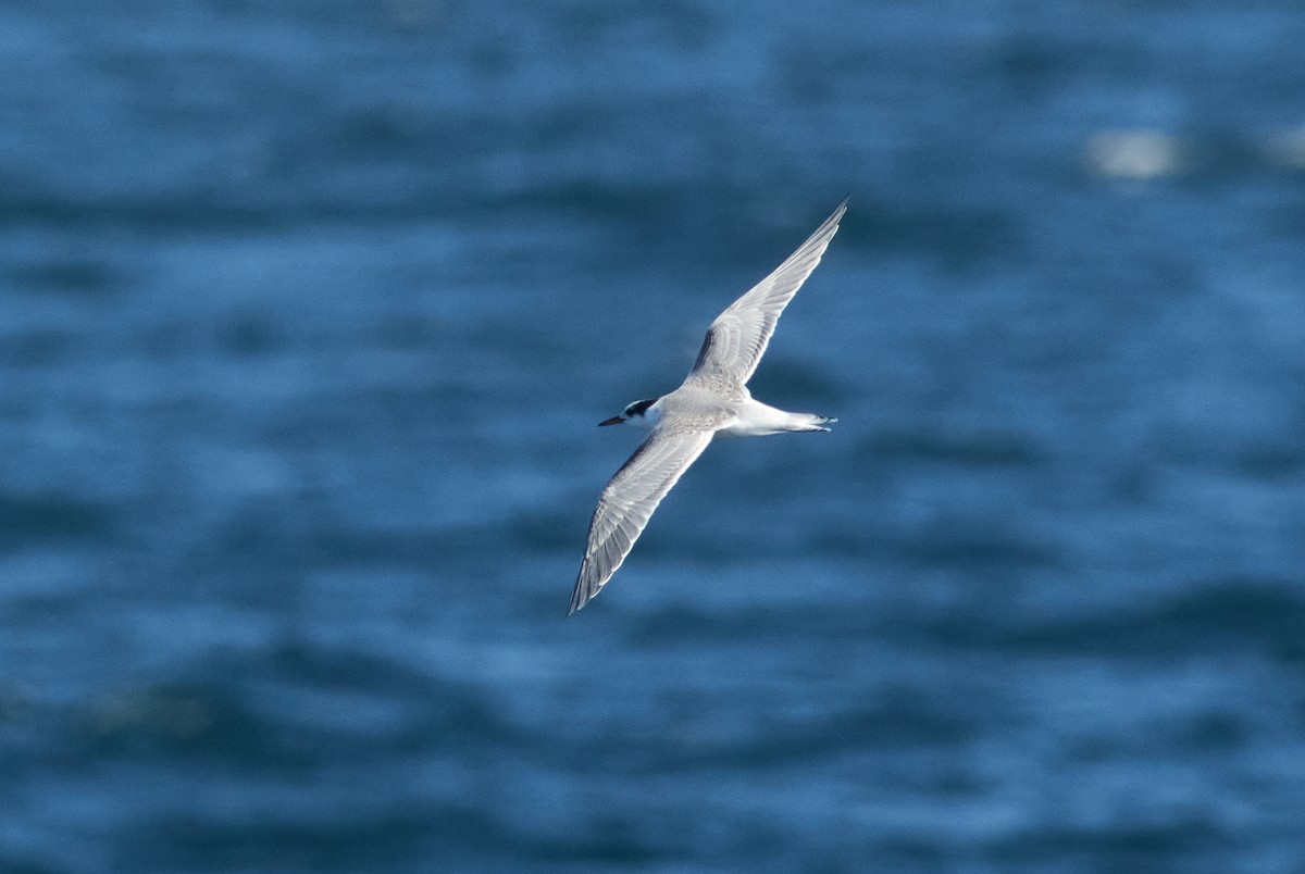 Common Tern - Patrice St-Pierre