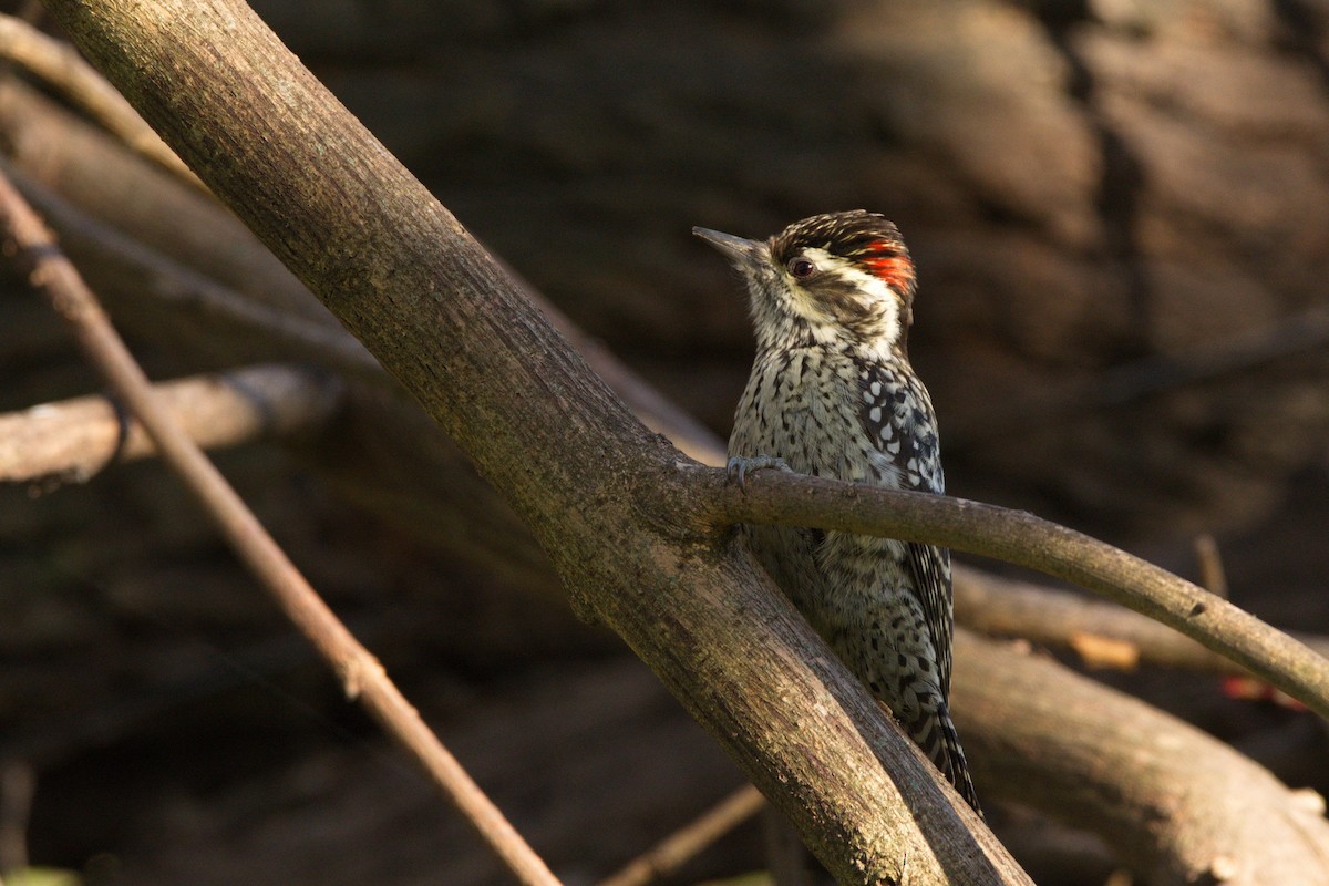 Checkered Woodpecker - Leonel Melvern