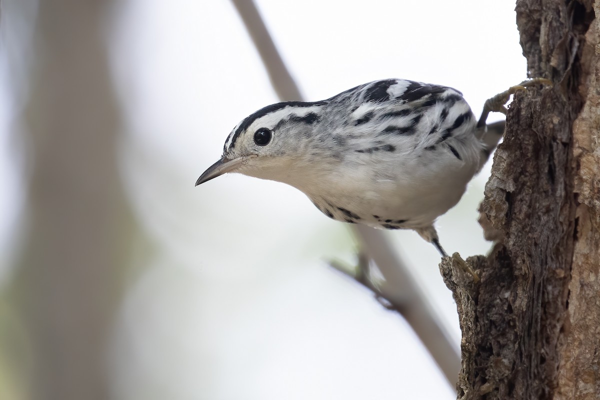 Black-and-white Warbler - ML262345641