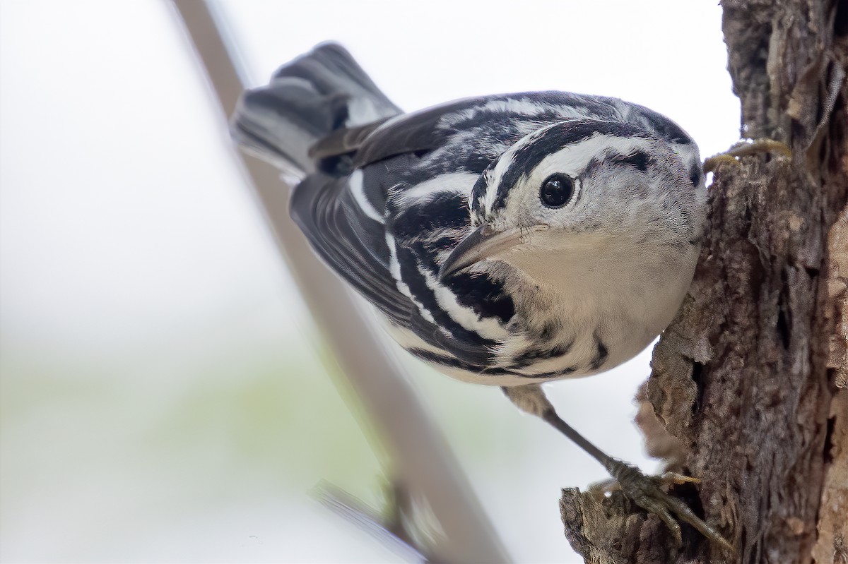 Black-and-white Warbler - ML262345651