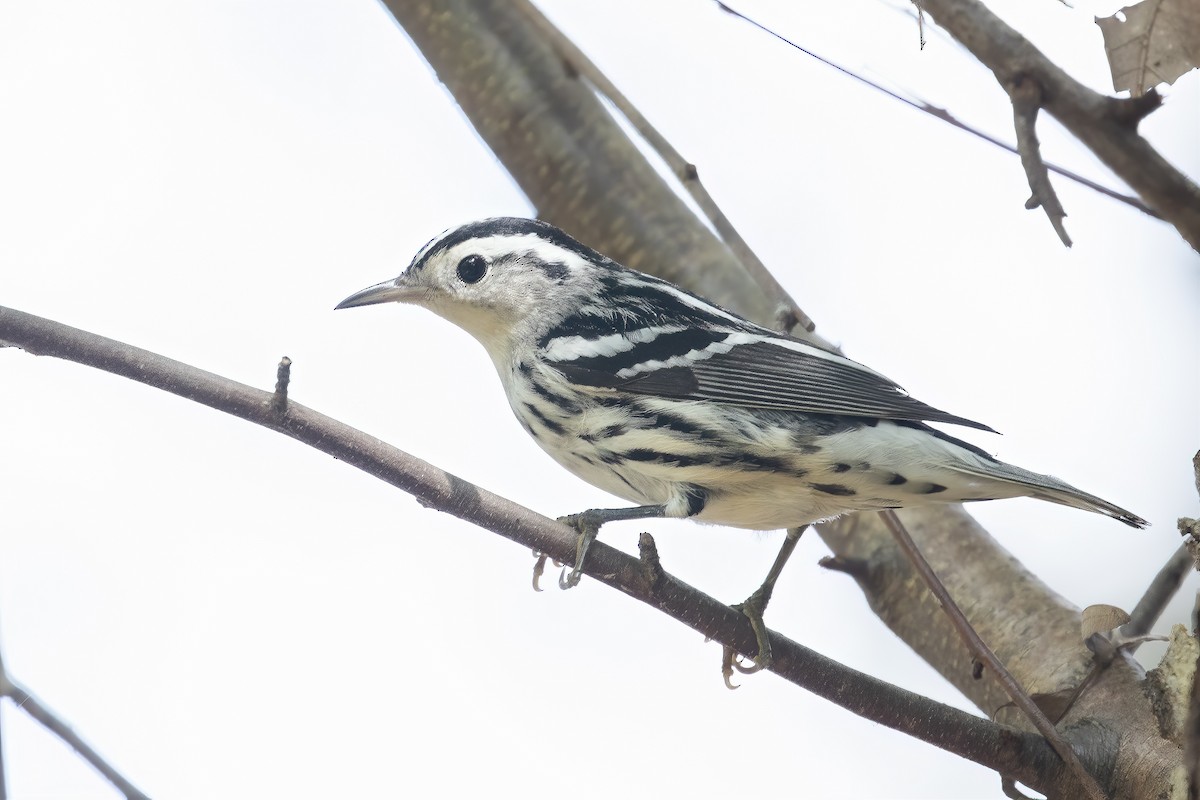 Black-and-white Warbler - ML262345681