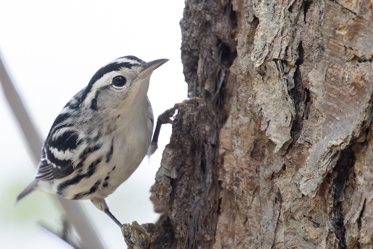 Black-and-white Warbler - ML262345691