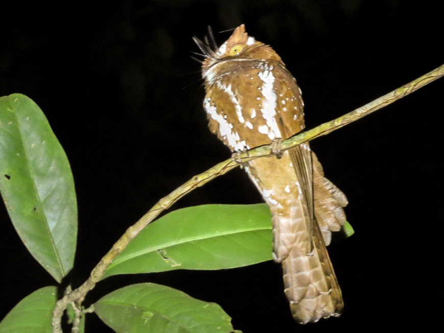 Starry Owlet-nightjar - Phil Gregory | Sicklebill Safaris | www.birder.travel