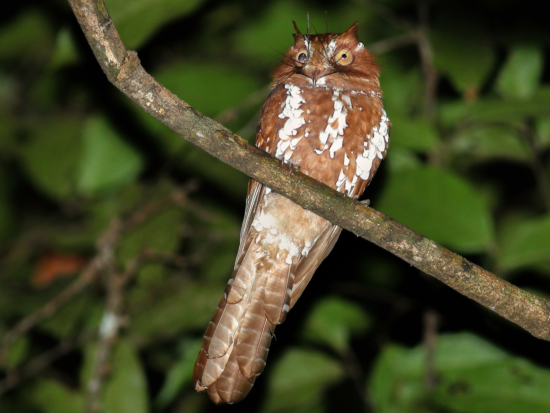 Starry Owlet-nightjar - Ashley Banwell