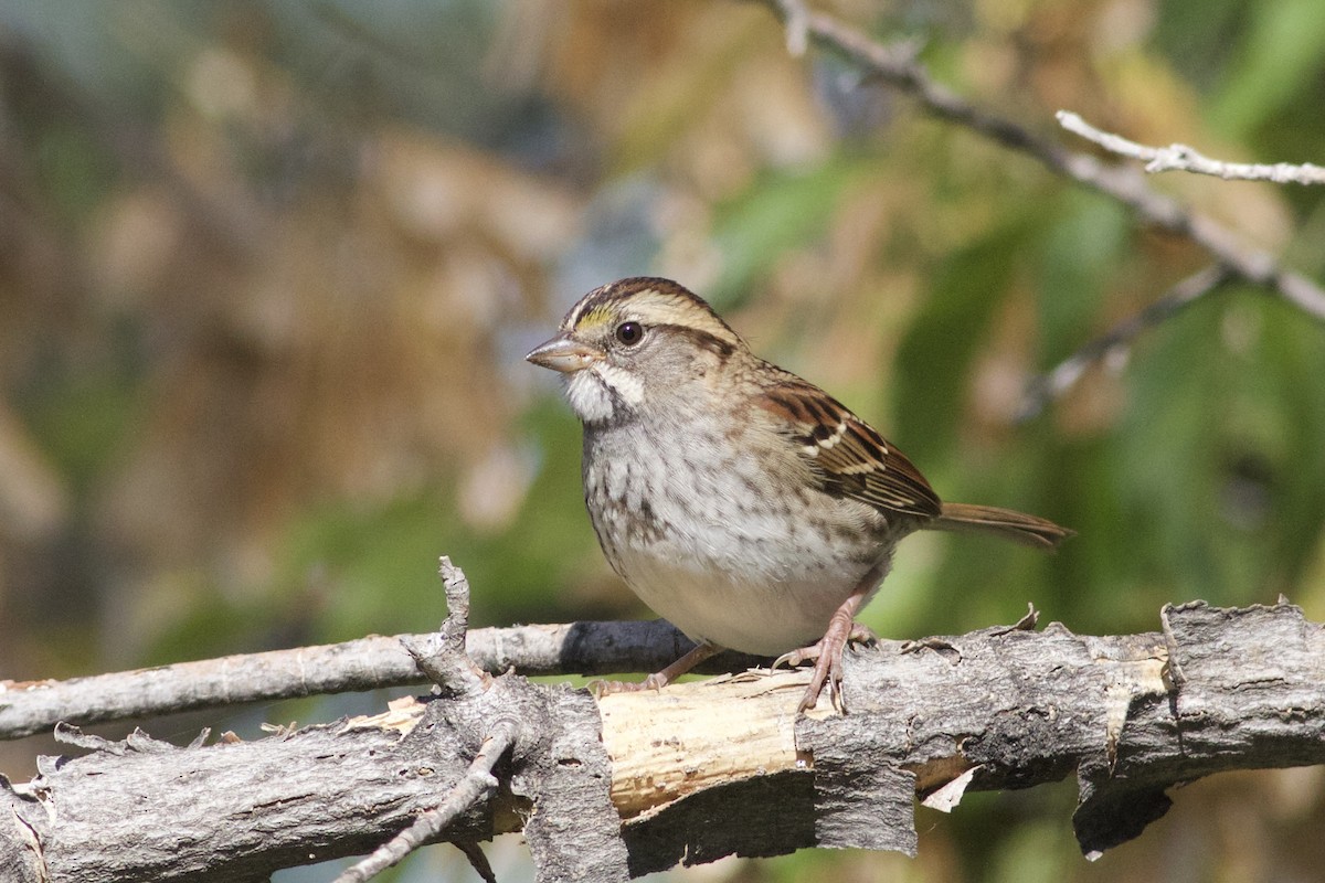 White-throated Sparrow - Gavin McKinnon