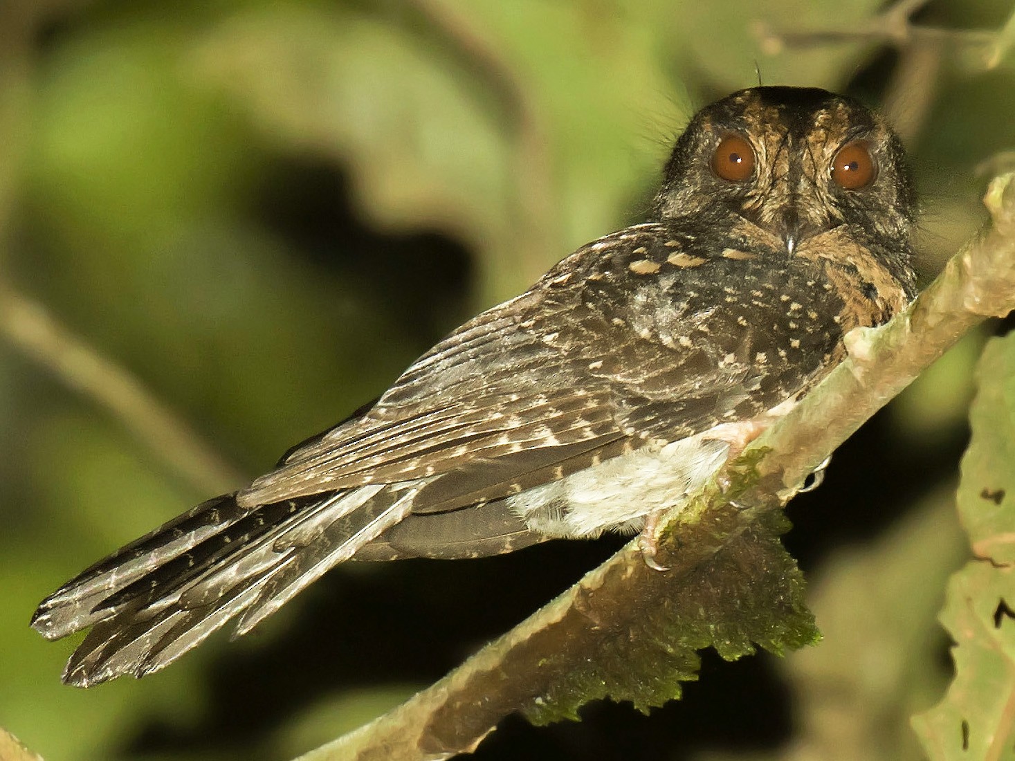 Wallace's Owlet-nightjar - Daniel López-Velasco | Ornis Birding Expeditions