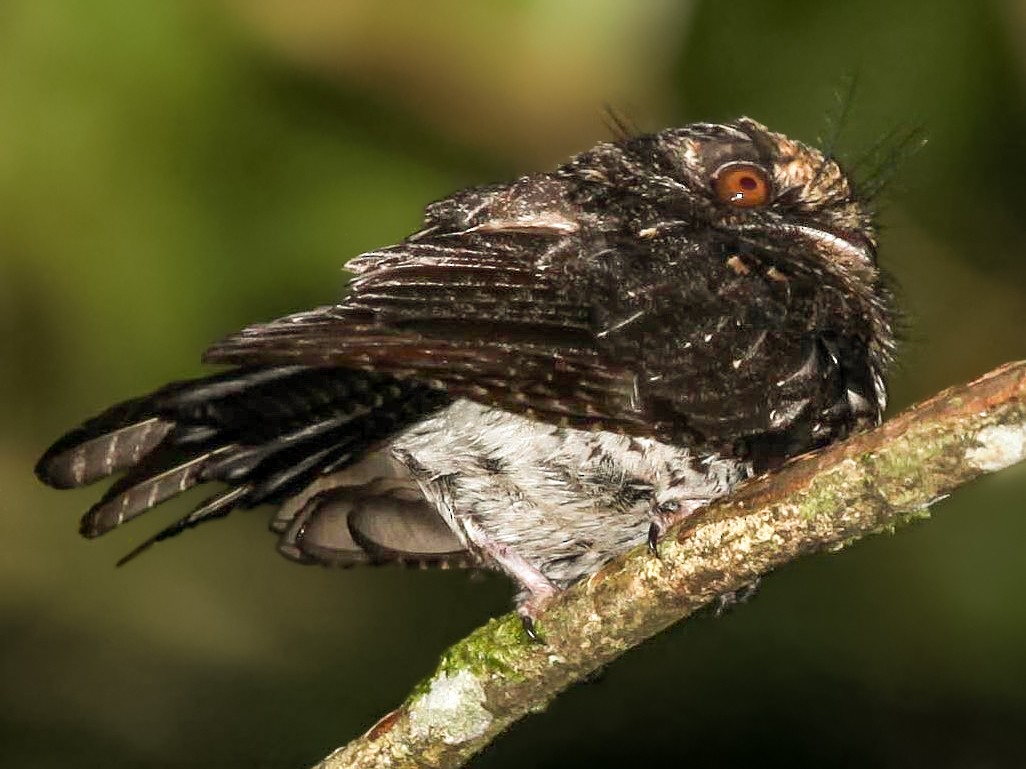 Wallace's Owlet-nightjar - Pam Rasmussen