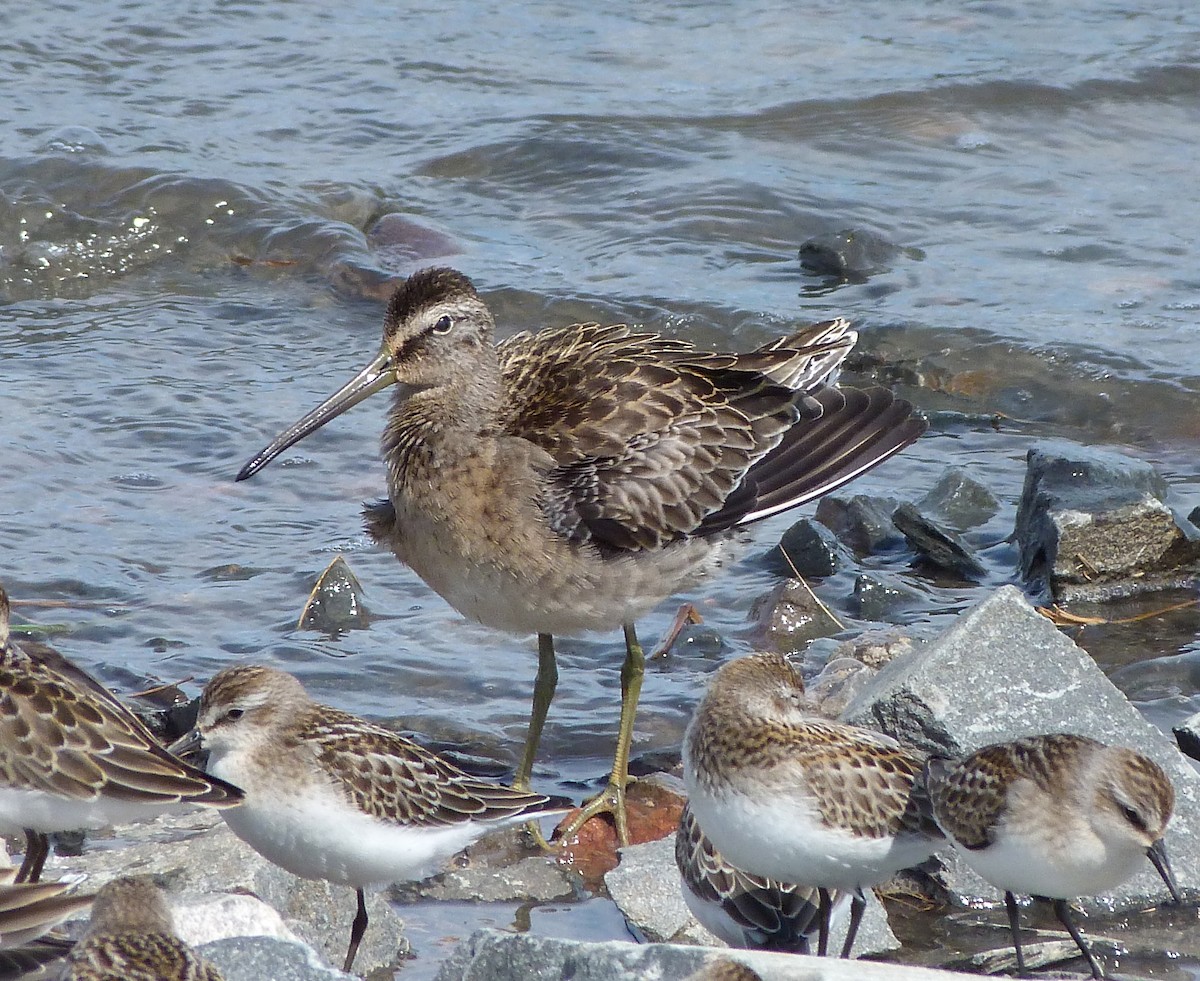 Long-billed Dowitcher - ML26235021