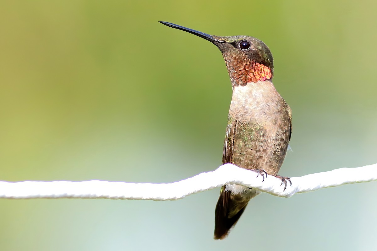 Ruby-throated Hummingbird - ML262350781