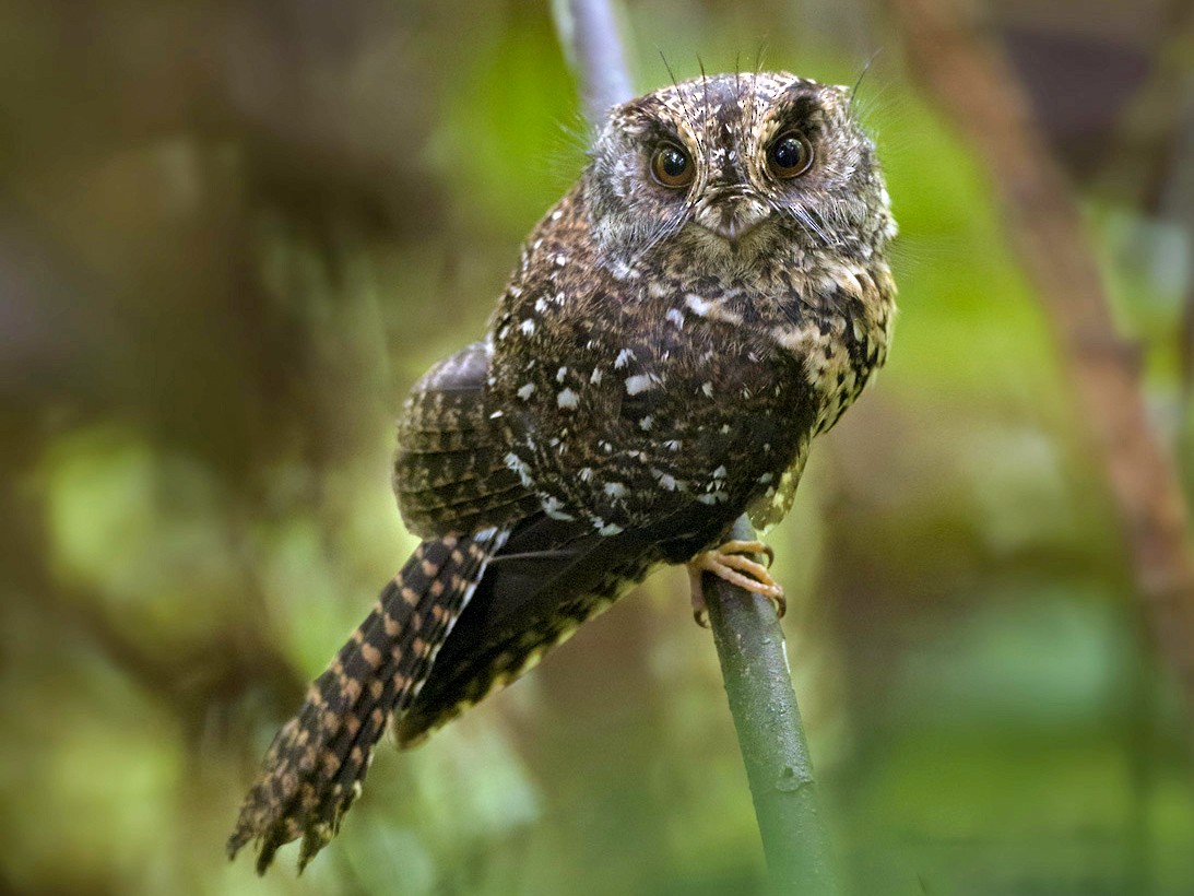 Mountain Owlet-nightjar - Lars Petersson | My World of Bird Photography