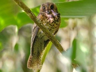mountain owlet-nightjar - eBird