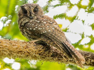 ミヤマズクヨタカ - eBird