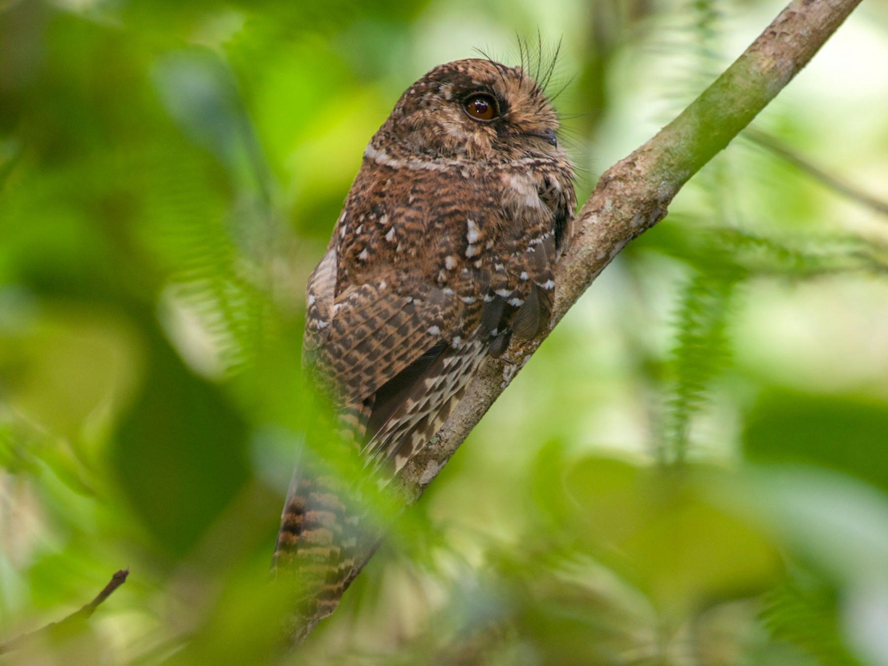 Mountain Owlet-nightjar - John C. Mittermeier