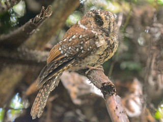 ミヤマズクヨタカ - eBird