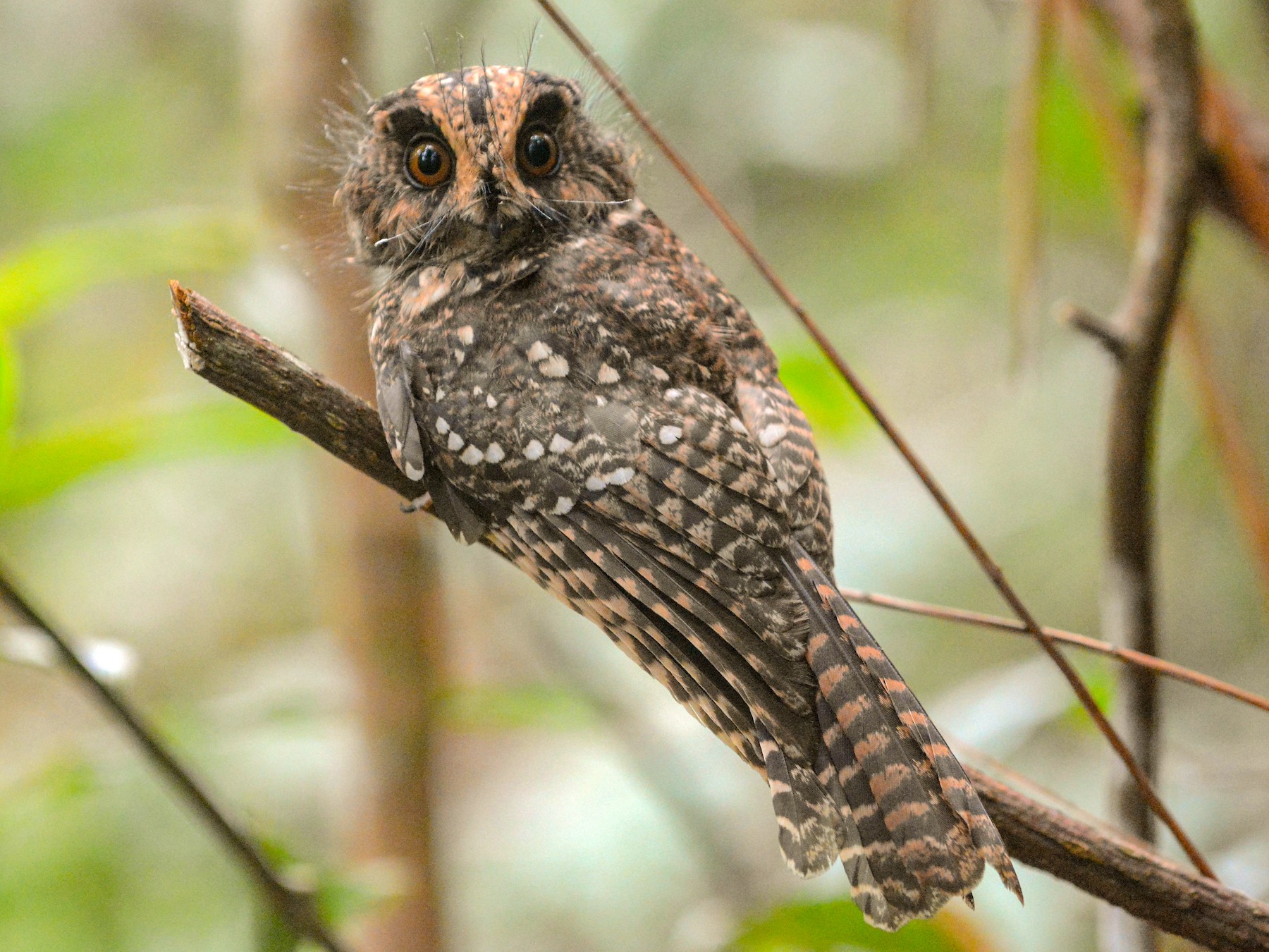 Mountain Owlet-nightjar - Cathy Pasterczyk