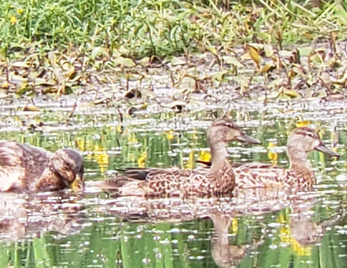 Blue-winged Teal - ML262355061