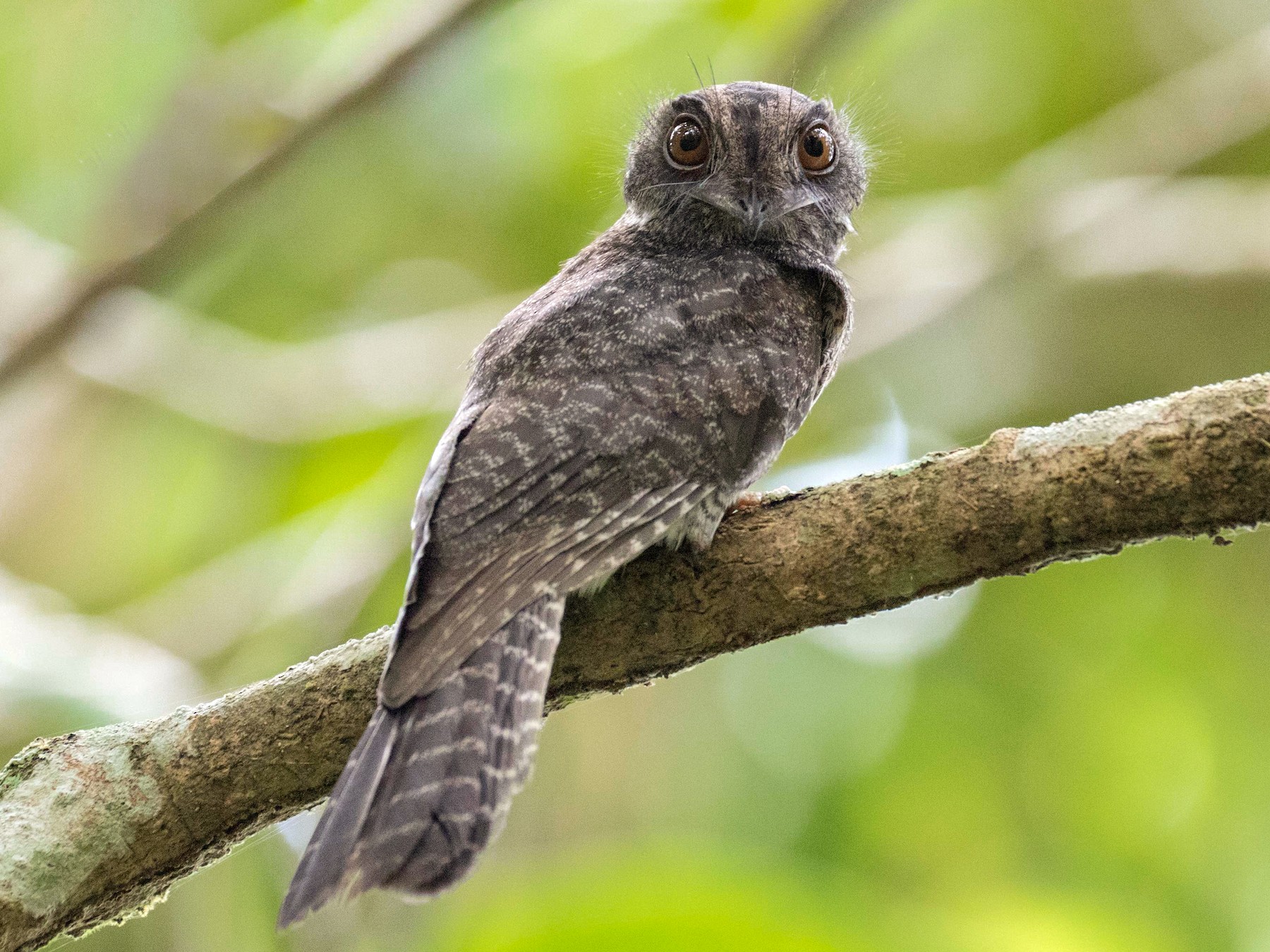 Barred Owlet-nightjar - Chris Barnes