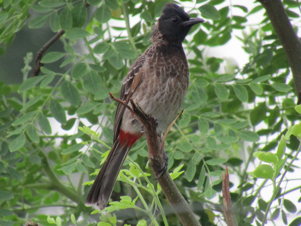 Red-vented Bulbul - ML262357661