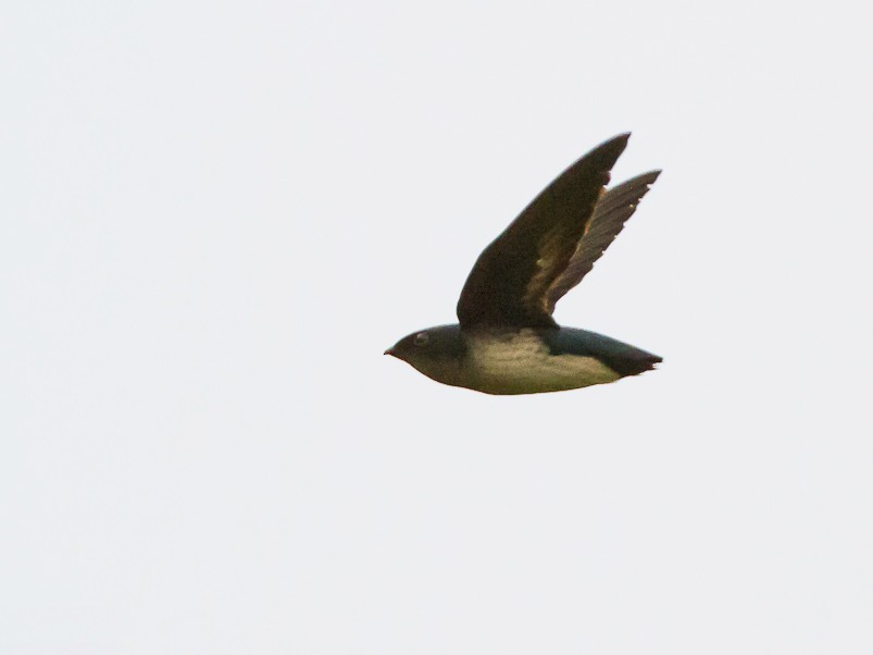 Papuan Spinetailed Swift - Frédéric PELSY