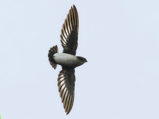  - Papuan Spinetailed Swift
