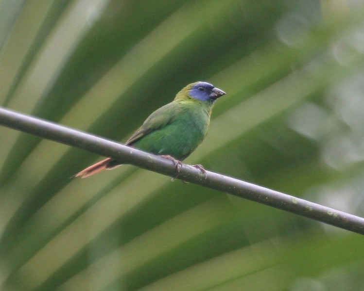 Blue-faced Parrotfinch - ML262363311