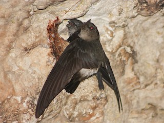  - White-rumped Swiftlet
