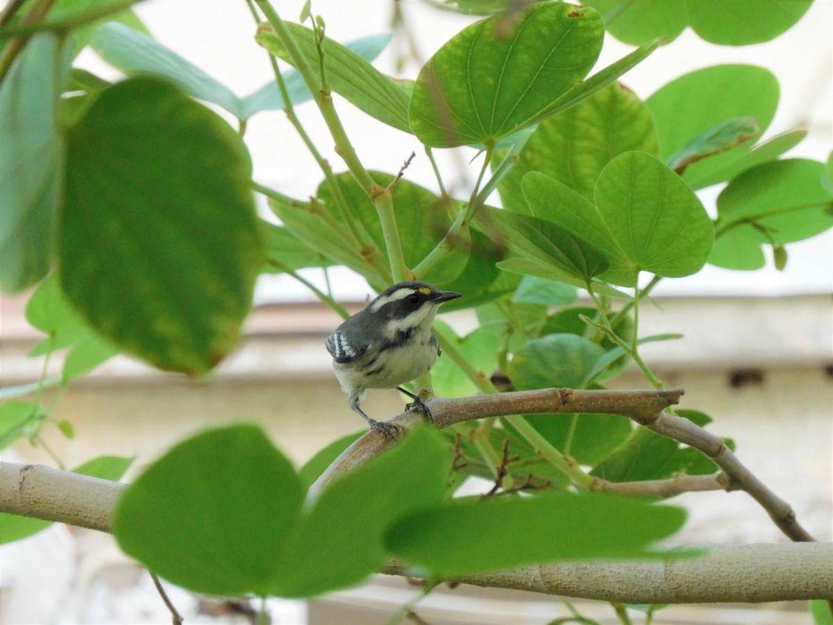 Black-throated Gray Warbler - ML262366511