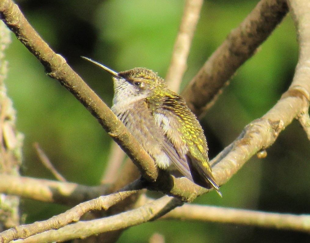 Ruby-throated Hummingbird - John Manger