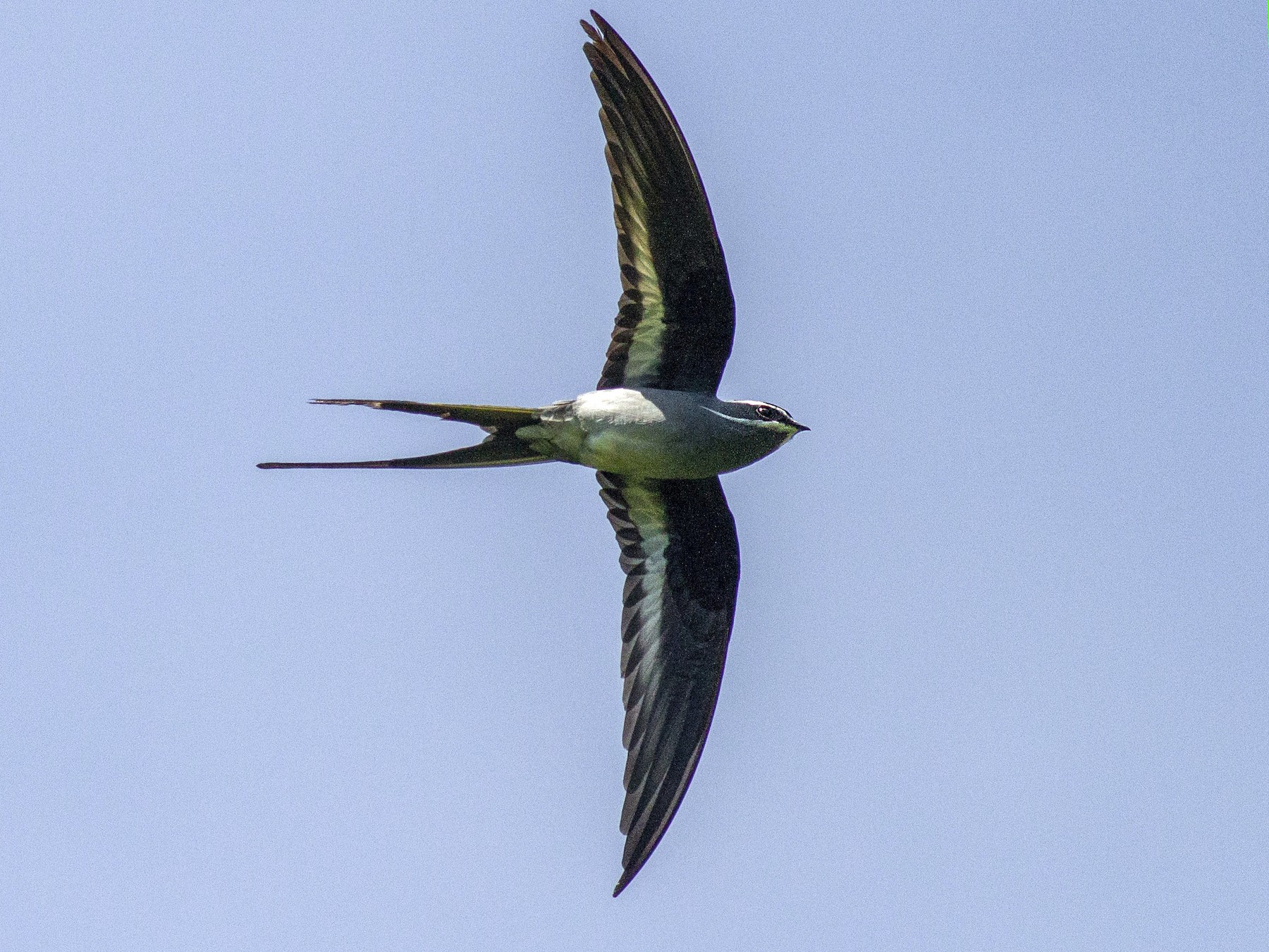 Moustached Treeswift - Benjamin Van Doren