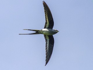  - Moustached Treeswift