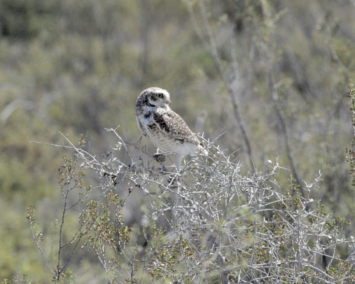 Burrowing Owl - ML262371981