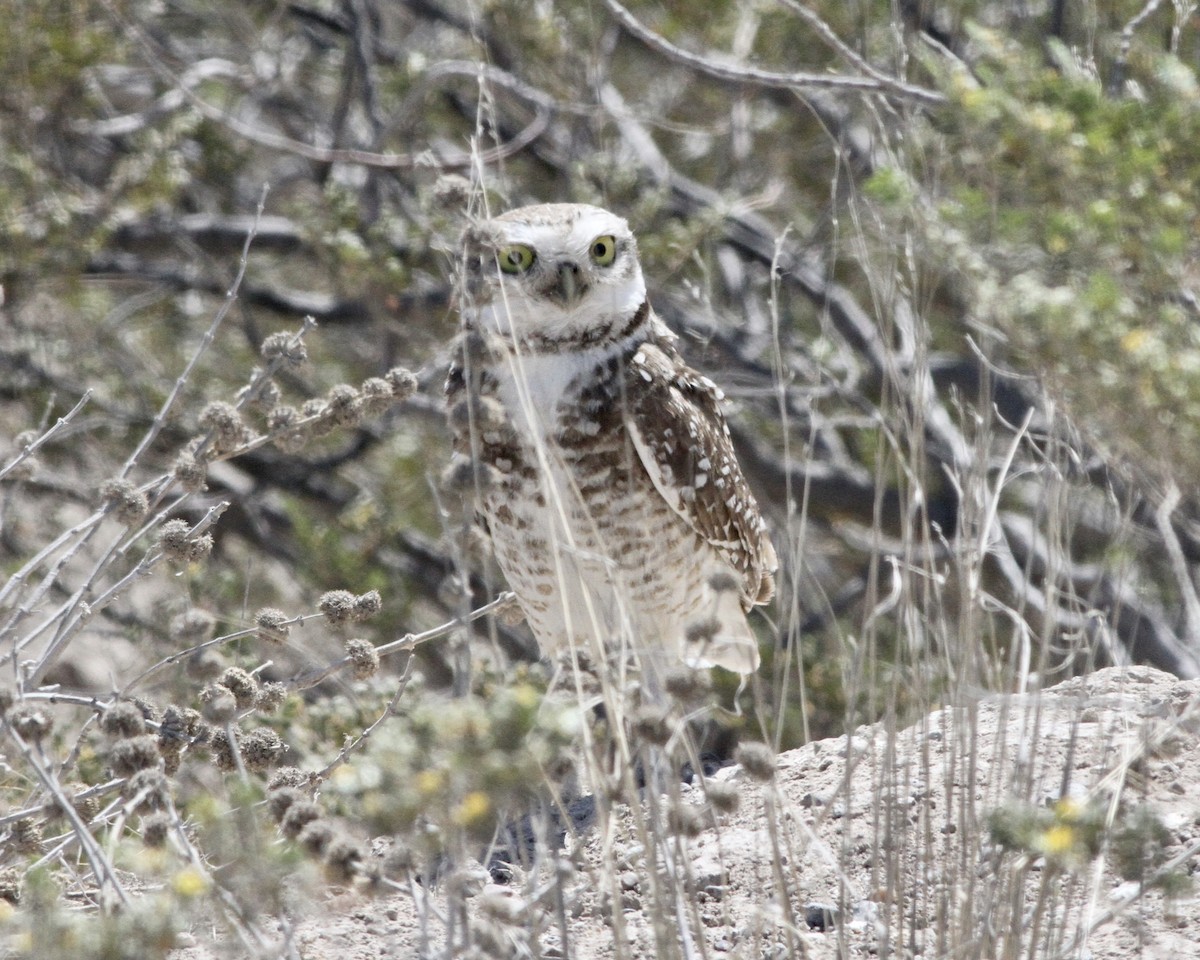 Burrowing Owl - ML262372001