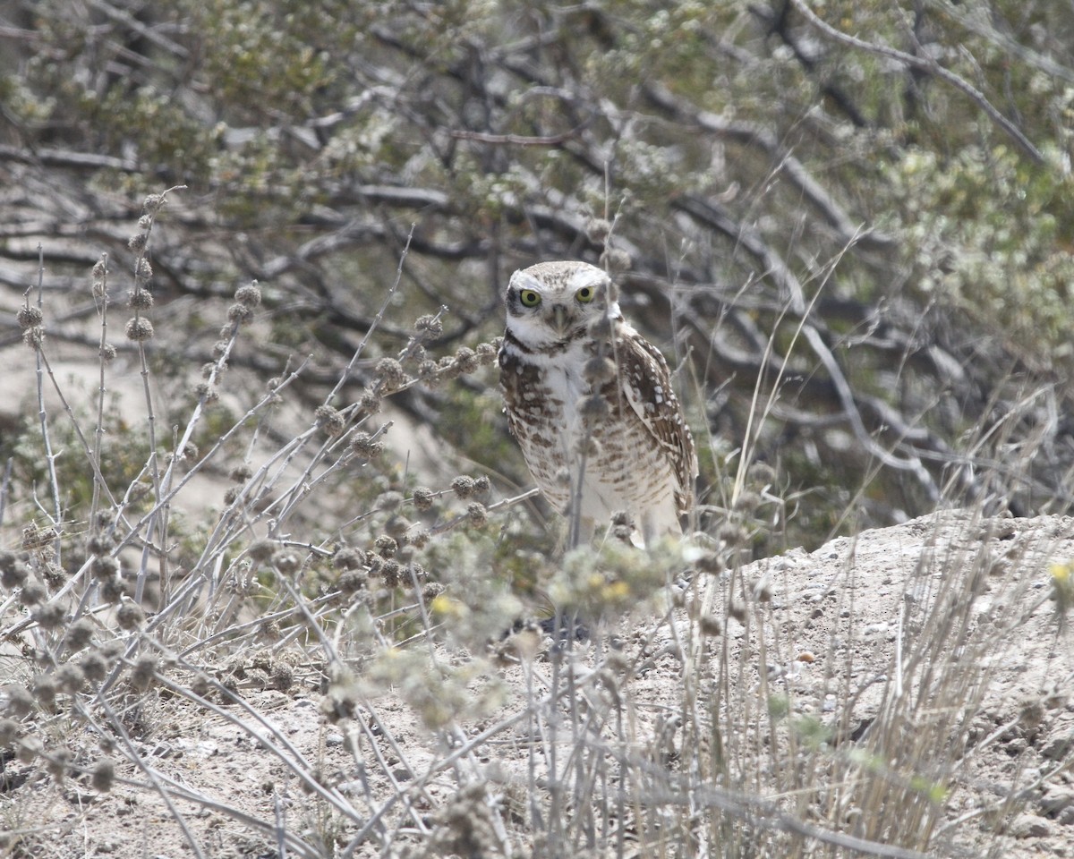 Burrowing Owl - ML262372071