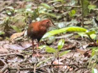 Bare-eyed Rail - eBird