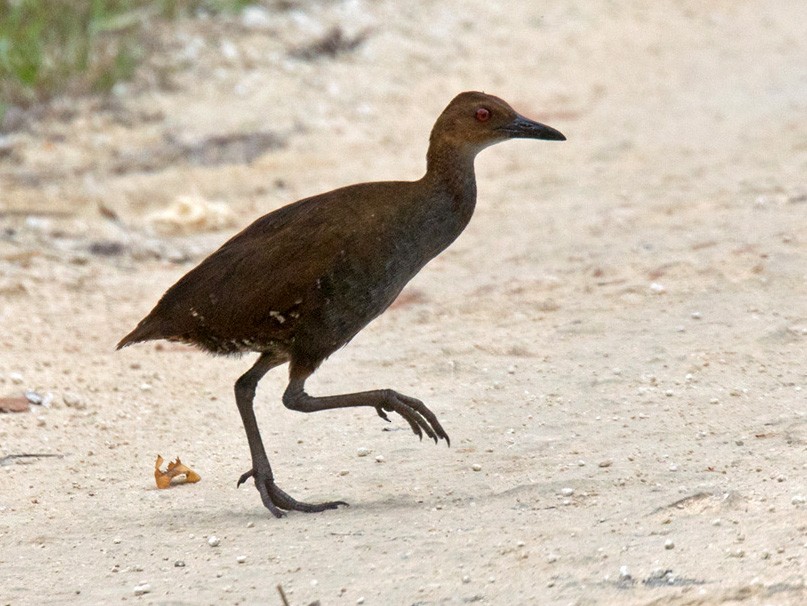 Woodford's Rail - Lars Petersson | My World of Bird Photography