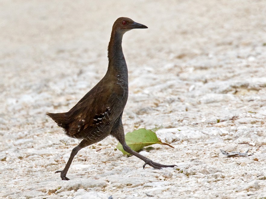 Woodford's Rail - Lars Petersson | My World of Bird Photography