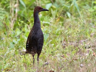 成鳥 (Guadalcanal) - Lars Petersson | My World of Bird Photography - ML262376801