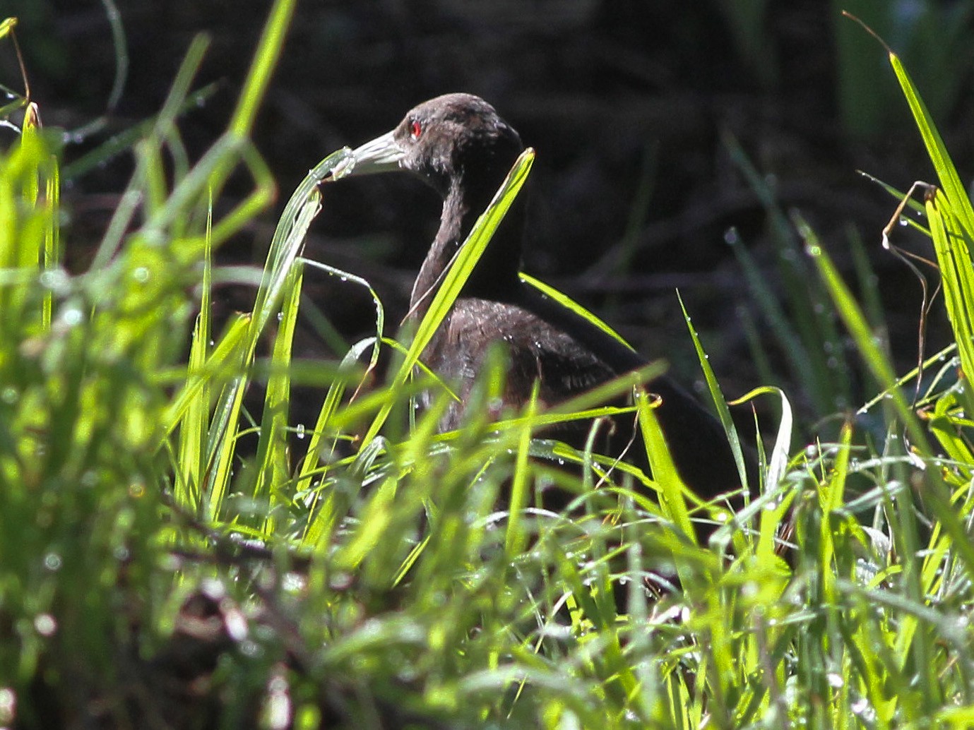 Woodford's Rail - Ashley Banwell