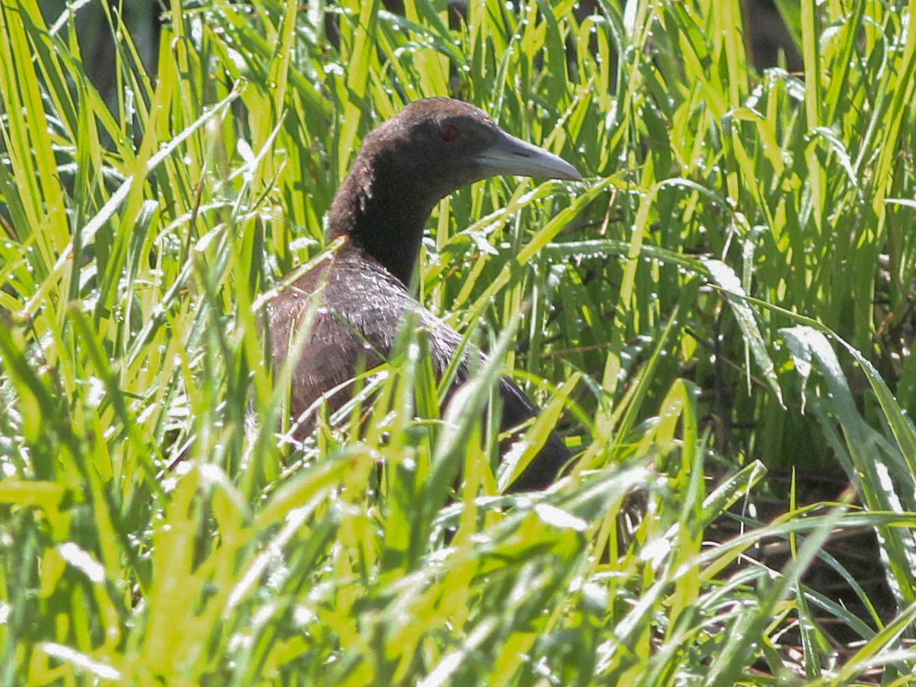 Woodford's Rail - Ashley Banwell