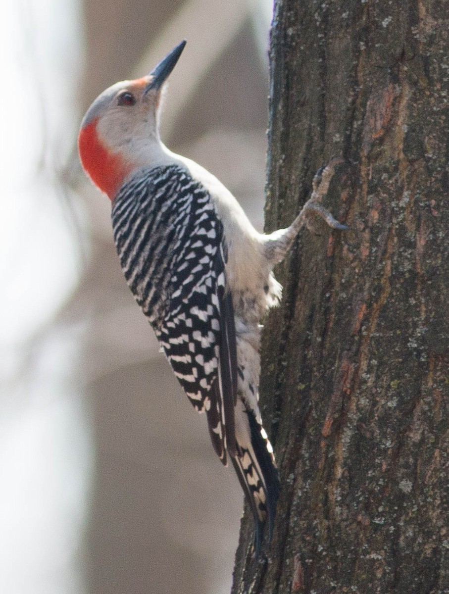 Red-bellied Woodpecker - Liz Shlapack