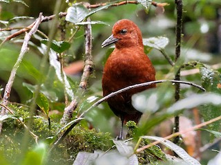 Chestnut Forest Rail - eBird