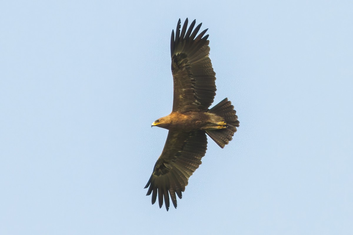 Indian Spotted Eagle - Yeray Seminario