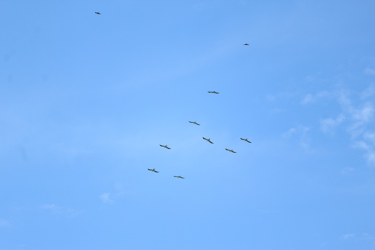Swallow-tailed Kite - Paul 🐈🔭🦜 Rodríguez @elpuma