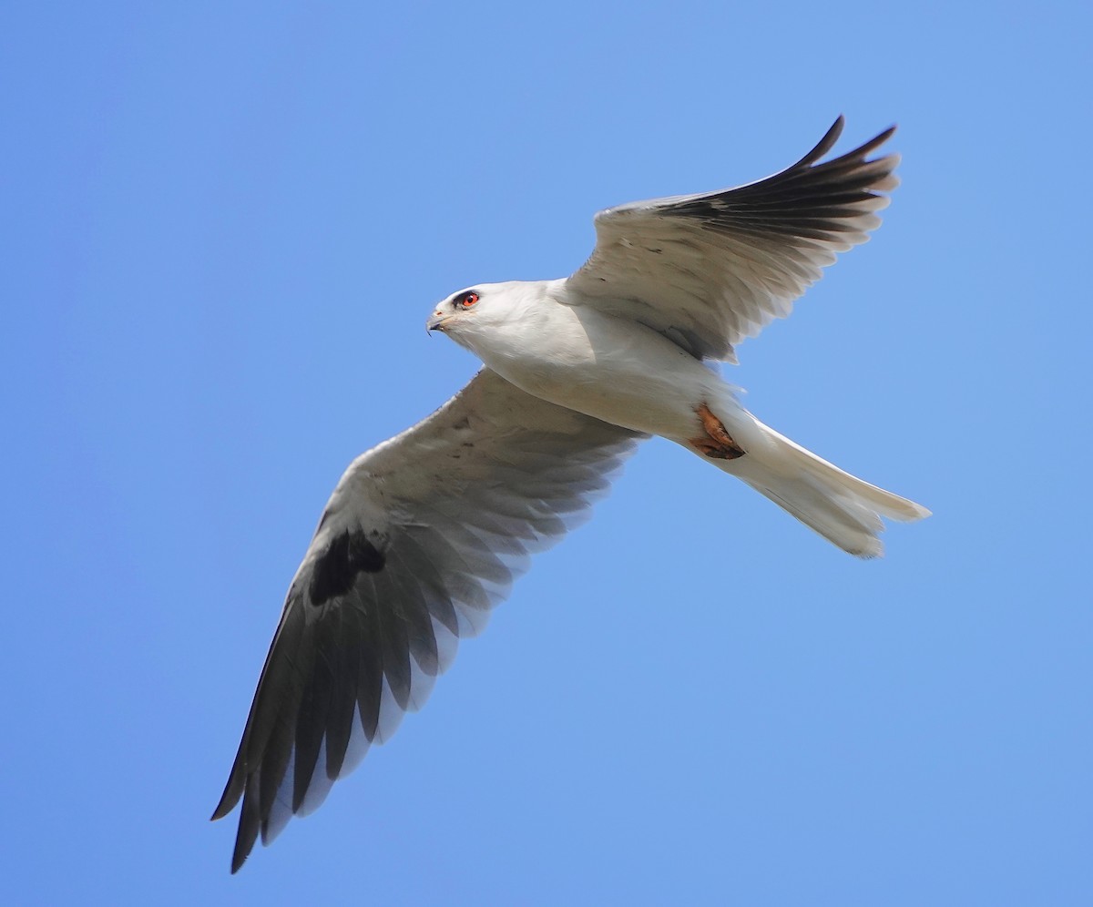 White-tailed Kite - Carter Gasiorowski