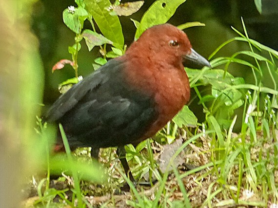 Forbes's Forest Rail - Rallicula forbesi - Birds of the World
